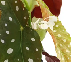 Dehner Grünpflanzen|Solitärpflanzen - Polka-Dot Begonie - Begonia maculata
