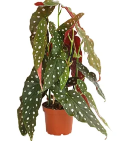 Dehner Grünpflanzen|Solitärpflanzen - Polka-Dot Begonie - Begonia maculata