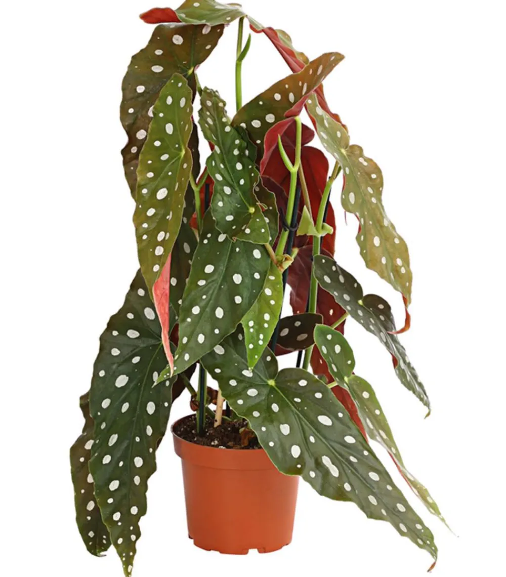 Dehner Grünpflanzen|Solitärpflanzen - Polka-Dot Begonie - Begonia maculata