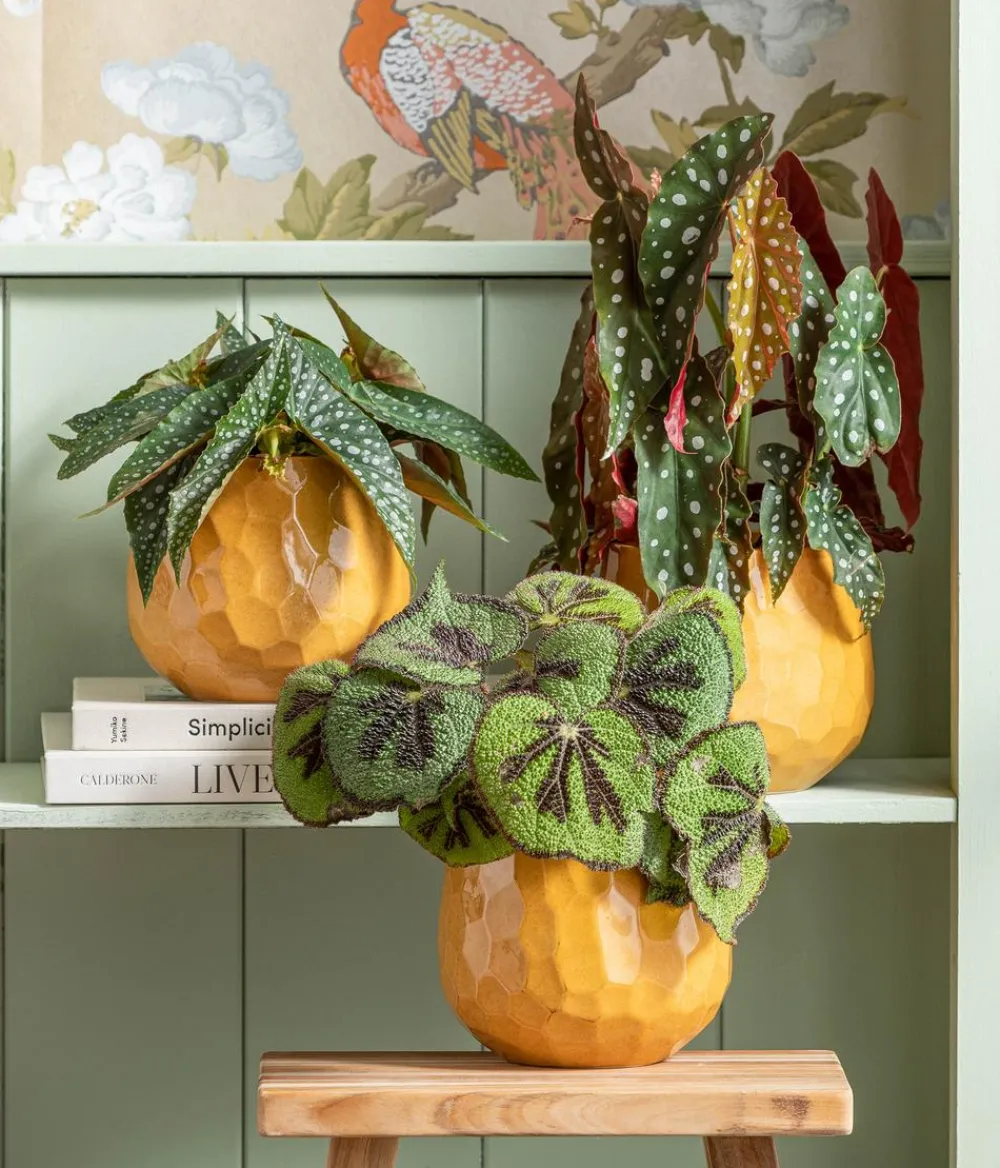 Dehner Grünpflanzen|Solitärpflanzen - Polka-Dot Begonie - Begonia maculata