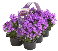 Dehner Glockenblumen > Polster-Glockenblume 'Ocean', 6er Schale