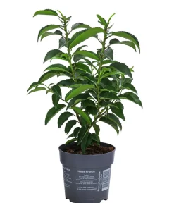 Dehner Portugiesischer Kirschlorbeer 'Angustifolia' Dunkelgrün Outlet