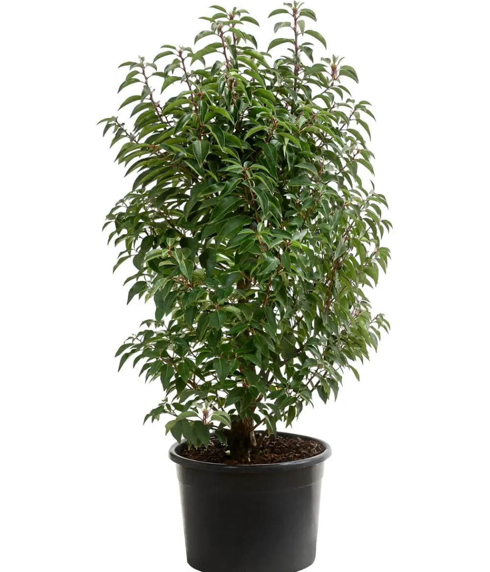 Dehner Laubgehölze|Xxl-Gartenpflanzen > Portugiesischer Kirschlorbeer