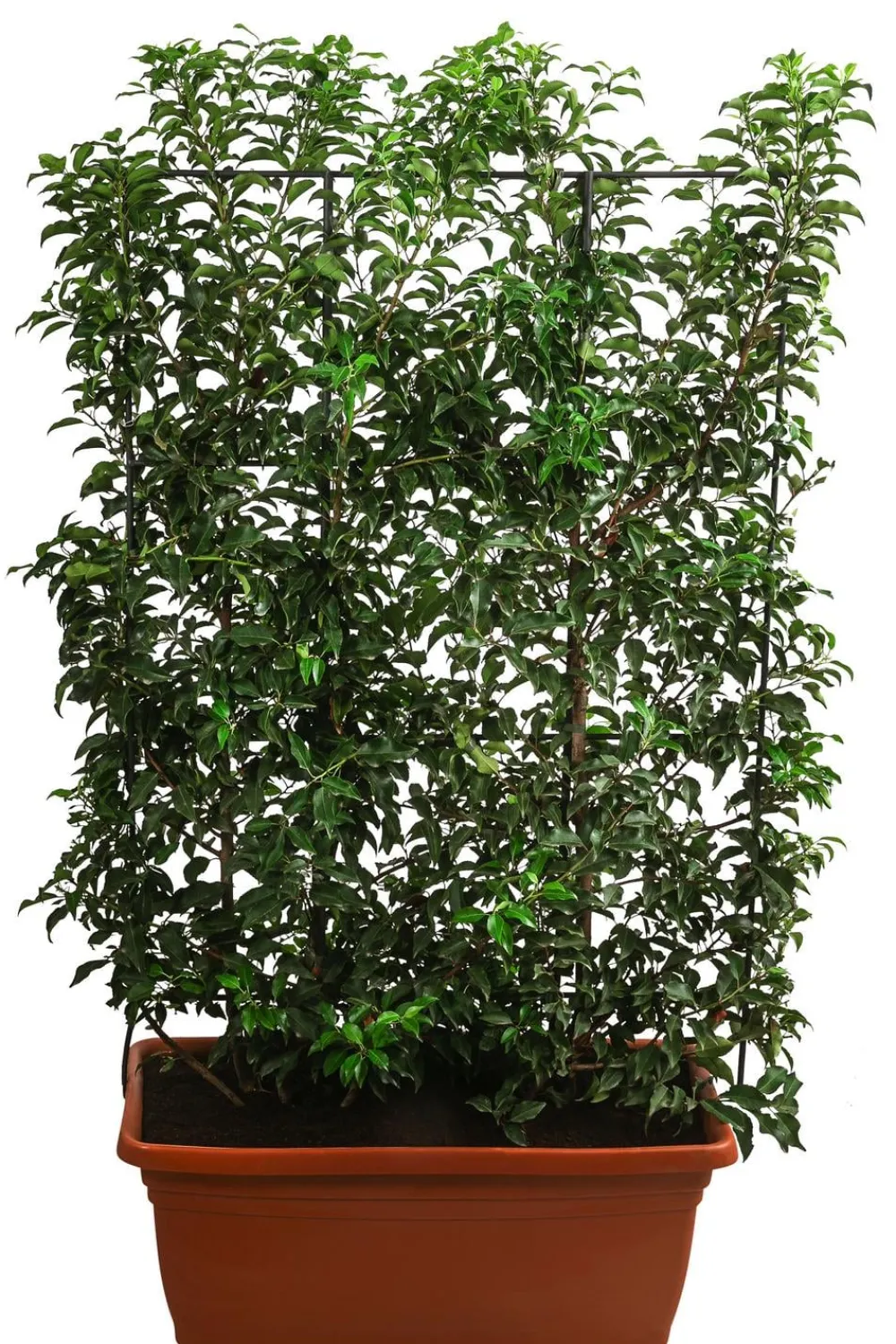Dehner Laubgehölze|Fertighecken - Portugiesischer Kirschlorbeer 'Brenelia', ca. 170 cm Dunkelgrün