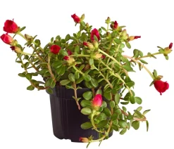 Dehner Hängende Sommerblüher|Sommerblumen - Portulakröschen