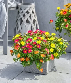 Dehner Hängende Sommerblüher|Sommerblumen - Portulakröschen