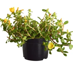 Dehner Hängende Sommerblüher|Sommerblumen - Portulakröschen