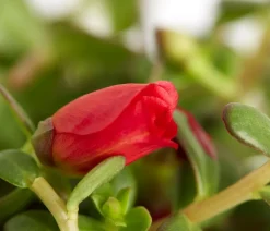 Dehner Hängende Sommerblüher|Sommerblumen - Portulakröschen