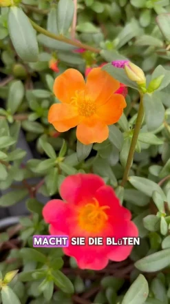 Dehner Pflanzenampeln|Hängende Sommerblüher - Portulakröschen, Ampel