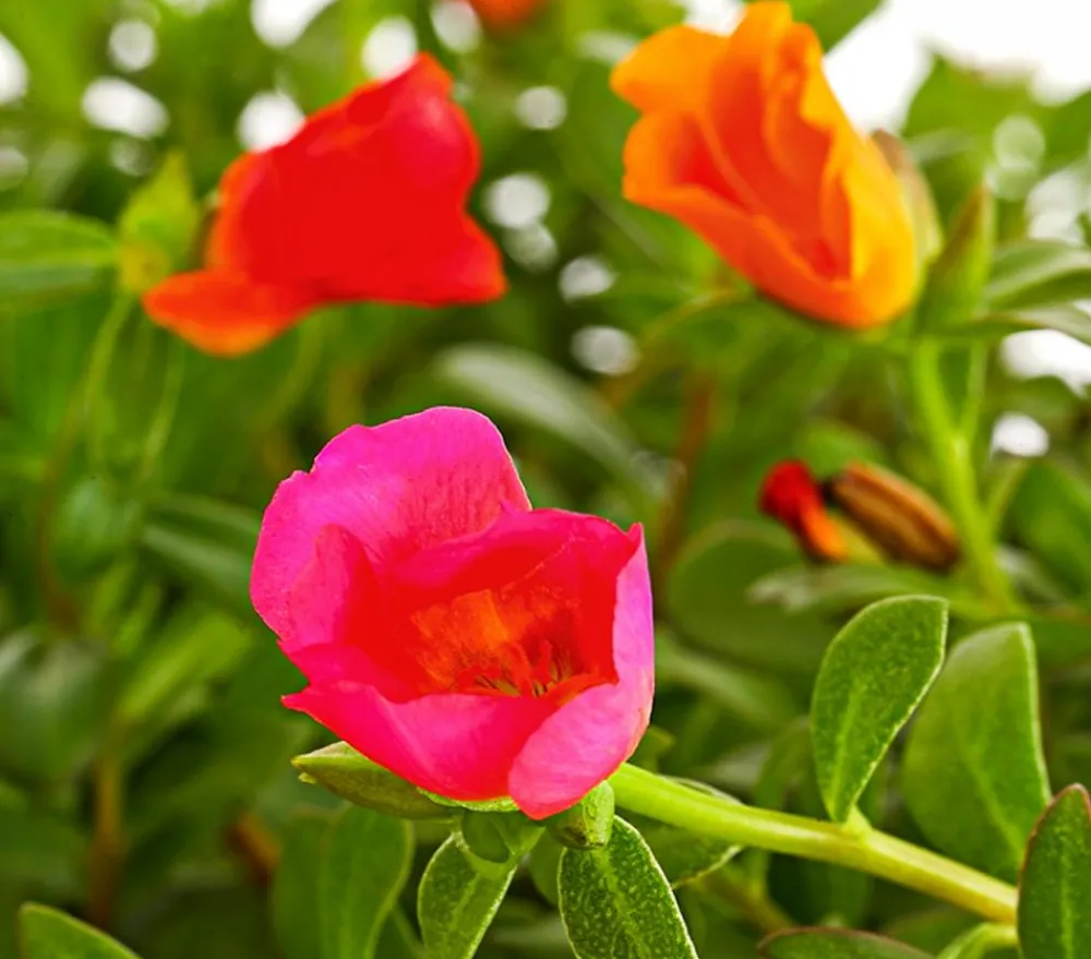 Dehner Pflanzenampeln|Hängende Sommerblüher - Portulakröschen, Ampel