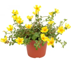Dehner Hängende Sommerblüher|Sommerblumen > Portulakröschen, zweifarbig, verschiedene Sorten