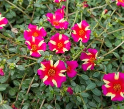 Dehner Hängende Sommerblüher|Sommerblumen > Portulakröschen, zweifarbig, verschiedene Sorten