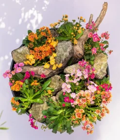Dehner Steingartenstauden|Garten-Raritäten > Porzellanröschen, verschiedene Sorten
