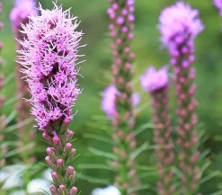 Dehner Sommerstauden > Prachtscharte