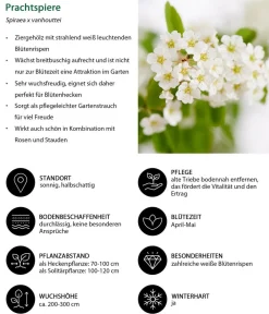 Dehner Laubgehölze|Blühende Sträucher > Prachtspiere