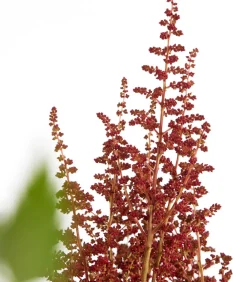 Dehner Sommerstauden|Blatt- & Schattenstauden > Prachtspiere, Astilbe