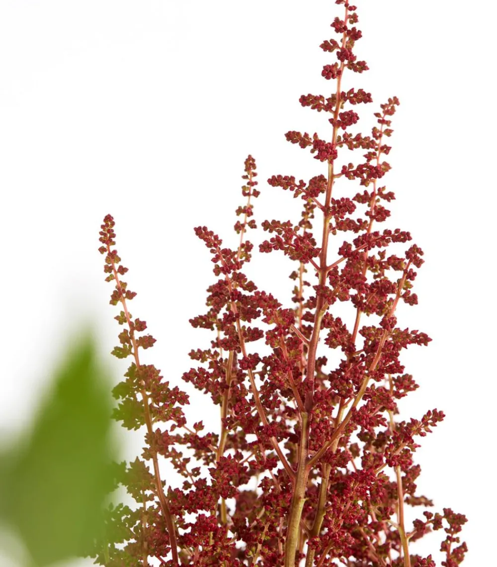 Dehner Sommerstauden|Blatt- & Schattenstauden > Prachtspiere, Astilbe