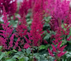 Dehner Sommerstauden|Blatt- & Schattenstauden > Prachtspiere, Astilbe