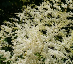 Dehner Sommerstauden|Blatt- & Schattenstauden > Prachtspiere, Astilbe