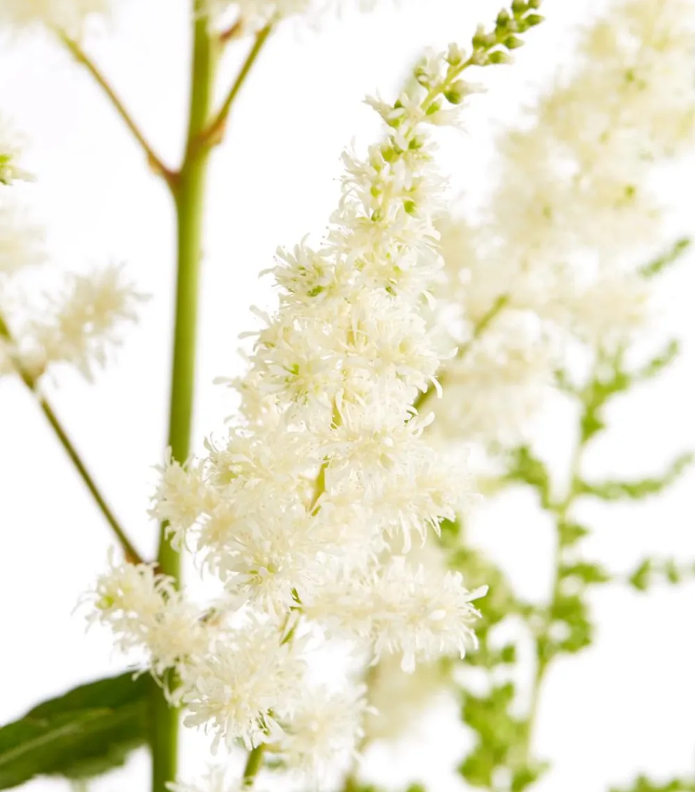 Dehner Sommerstauden|Blatt- & Schattenstauden > Prachtspiere, Astilbe