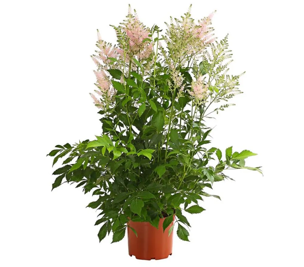 Dehner Prachtspiere, Astilbe Zartrosa Hot