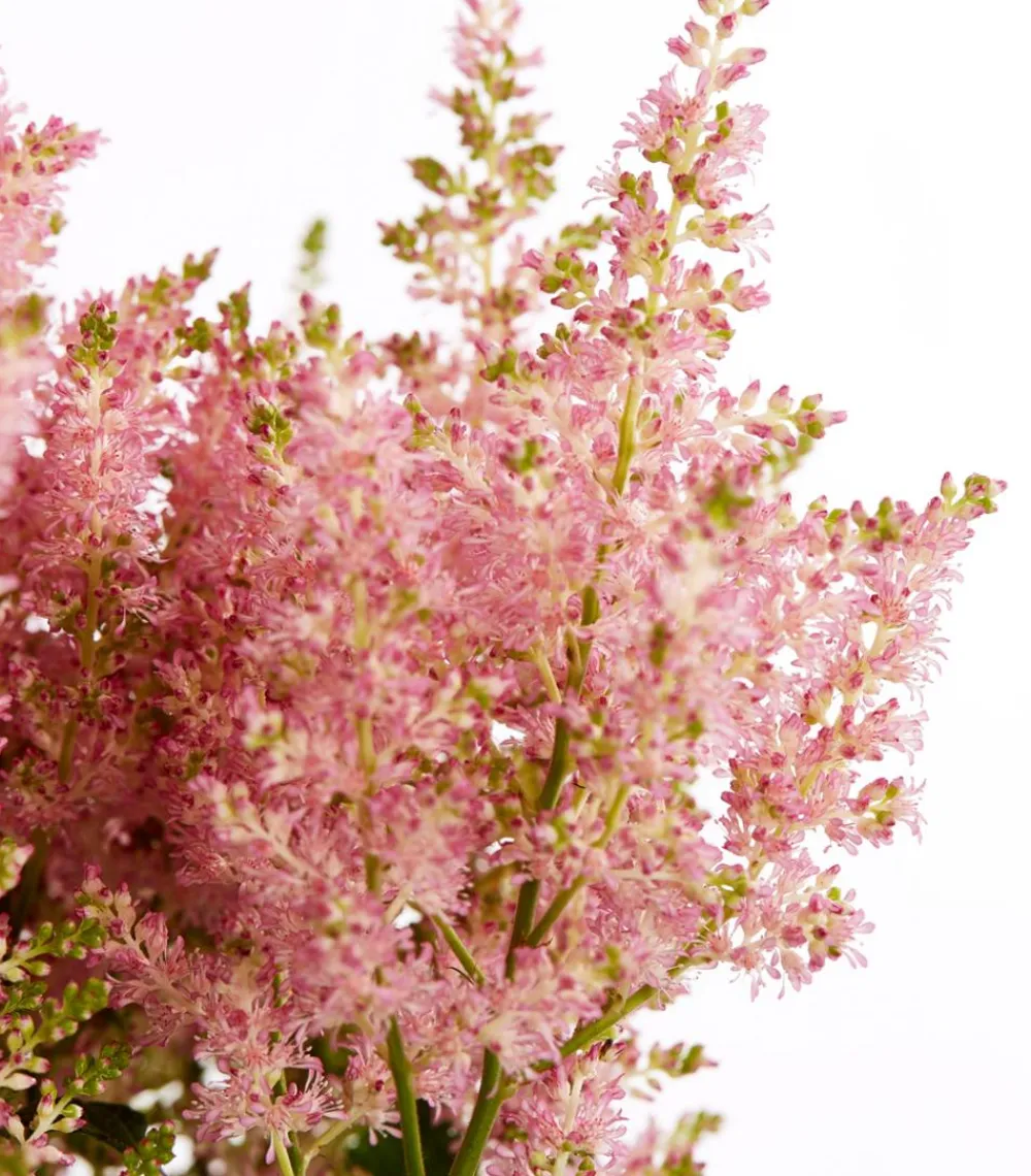 Dehner Prachtspiere, Astilbe Zartrosa Hot