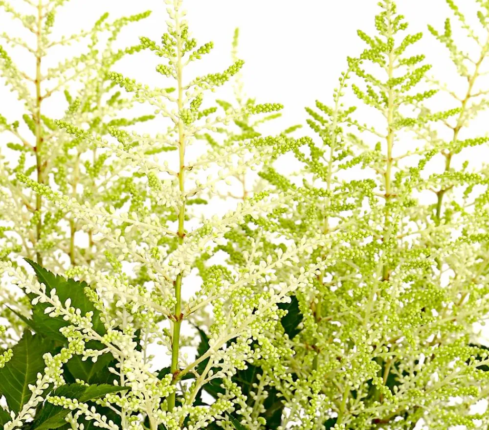 Dehner Prachtspiere, Astilbe Weiß Discount