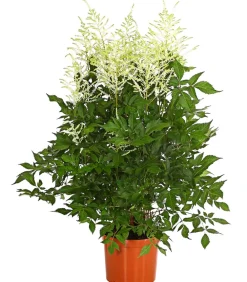 Dehner Prachtspiere, Astilbe Weiß Discount