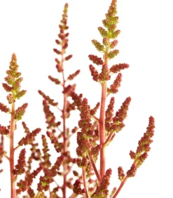 Dehner Prachtspiere, Astilbe Rot
