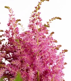 Dehner Sommerstauden|Blatt- & Schattenstauden - Prachtspiere, Astilbe Pink