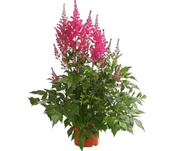 Dehner Sommerstauden|Blatt- & Schattenstauden - Prachtspiere, Astilbe Pink