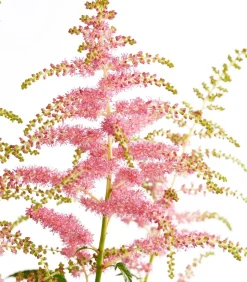 Dehner Sommerstauden|Blatt- & Schattenstauden - Prachtspiere, Astilbe Rosa