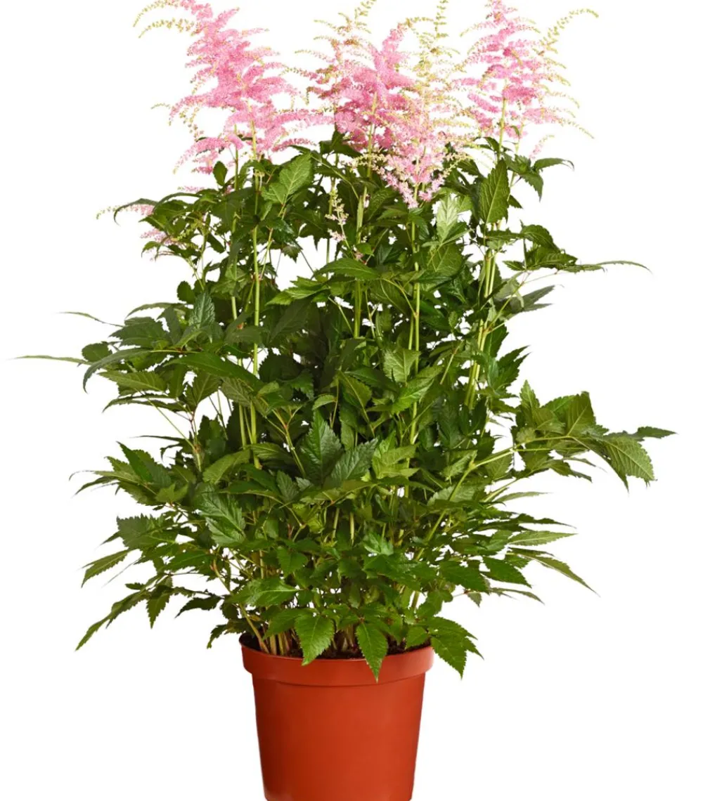 Dehner Sommerstauden|Blatt- & Schattenstauden - Prachtspiere, Astilbe Rosa