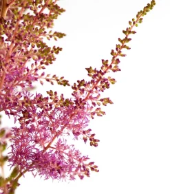 Dehner Sommerstauden|Blatt- & Schattenstauden - Prachtspiere, Astilbe Pink