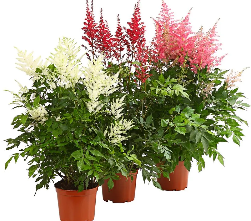 Dehner Blatt- & Schattenstauden > Prachtspiere, Astilbe, verschiedene Sorten