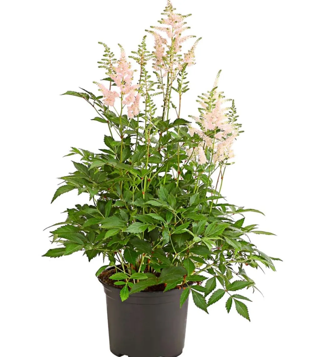Dehner Blatt- & Schattenstauden > Prachtspiere, Astilbe, verschiedene Sorten