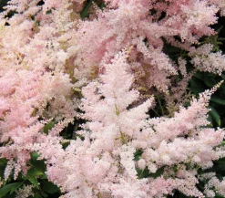 Dehner Blatt- & Schattenstauden > Prachtspiere, Astilbe, verschiedene Sorten