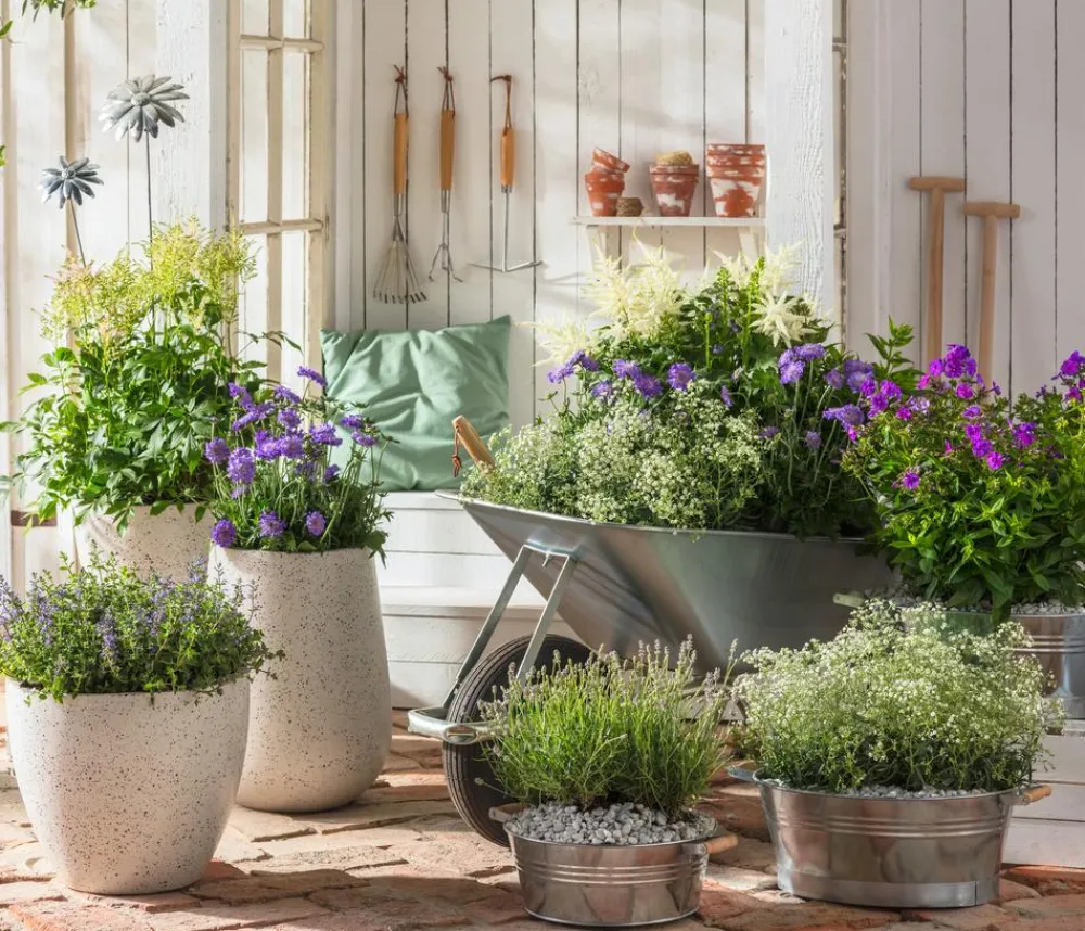 Dehner Prachtspiere, Astilbe, verschiedene Sorten Sale