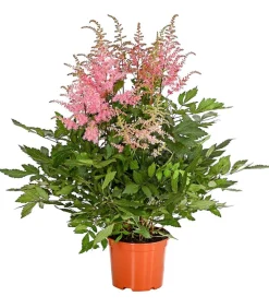 Dehner Prachtspiere, Astilbe, verschiedene Sorten Sale