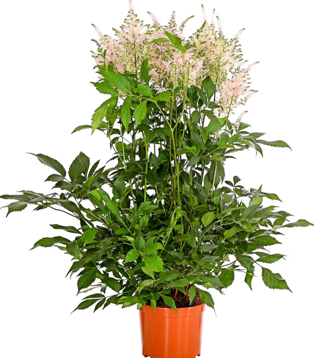 Dehner Prachtspiere, Astilbe, verschiedene Sorten Sale