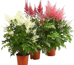 Dehner Prachtspiere, Astilbe, verschiedene Sorten Sale