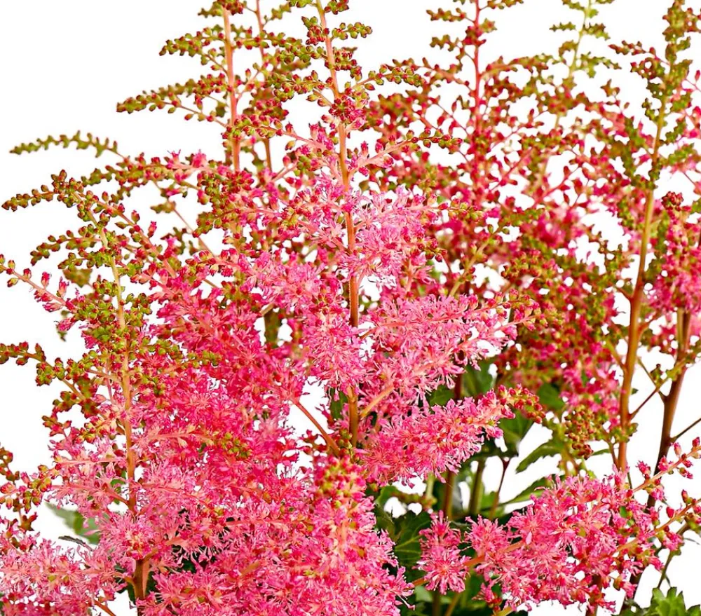 Dehner Prachtspiere, Astilbe, verschiedene Sorten Sale