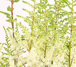 Dehner Blatt- & Schattenstauden - Prachtspiere, Astilbe, verschiedene Sorten