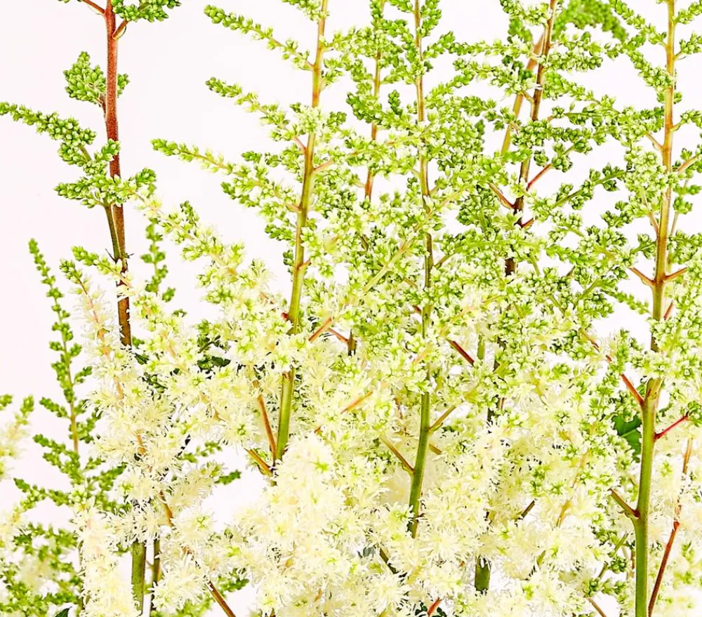 Dehner Blatt- & Schattenstauden - Prachtspiere, Astilbe, verschiedene Sorten
