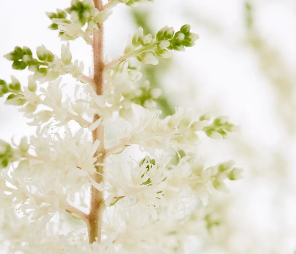 Dehner Blatt- & Schattenstauden - Prachtspiere, Astilbe, verschiedene Sorten