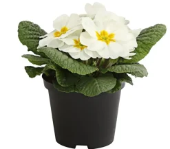 Dehner Grabschmuck & Grabgestaltung > Primel, verschiedene Farben