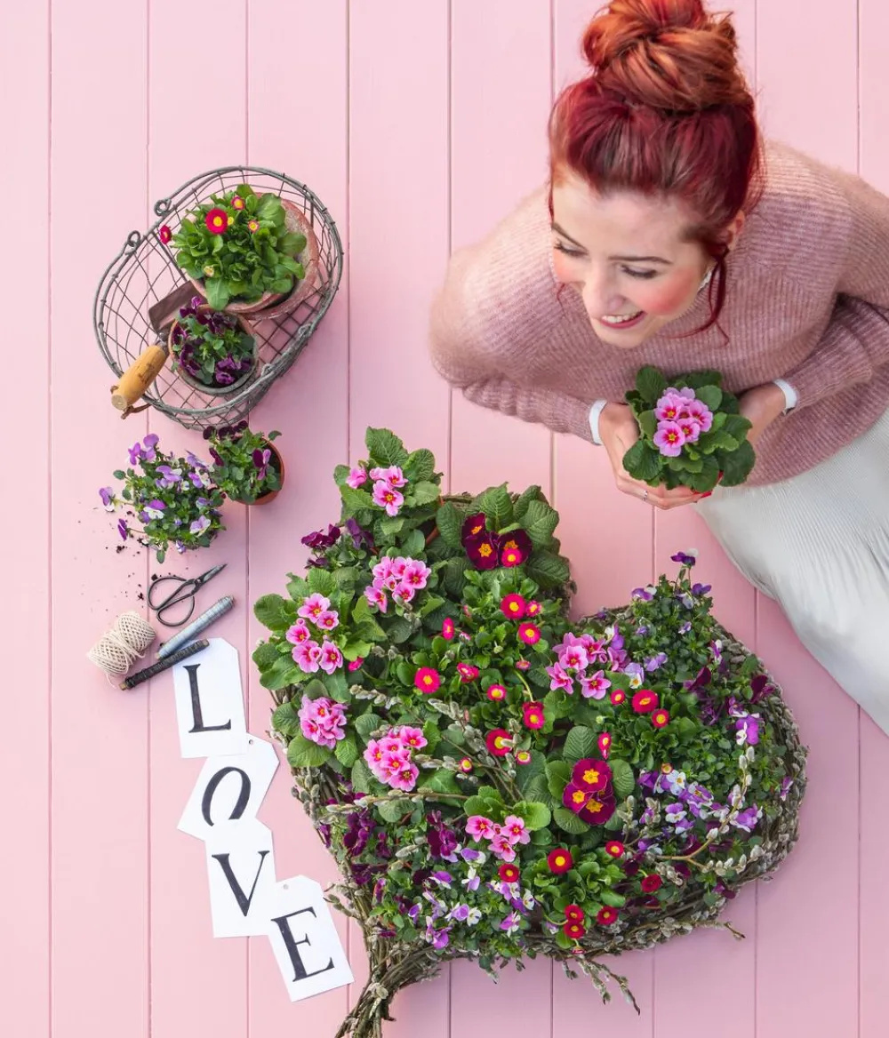 Dehner Grabschmuck & Grabgestaltung > Primel, verschiedene Farben