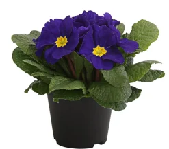 Dehner Grabschmuck & Grabgestaltung > Primel, verschiedene Farben