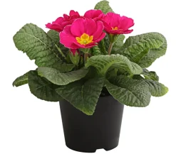 Dehner Grabschmuck & Grabgestaltung > Primel, verschiedene Farben