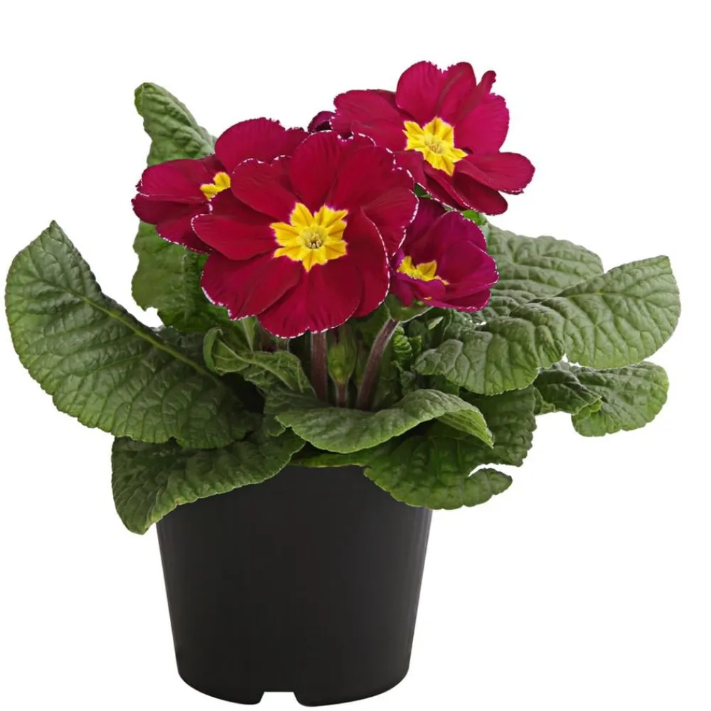 Dehner Grabschmuck & Grabgestaltung > Primel, verschiedene Farben